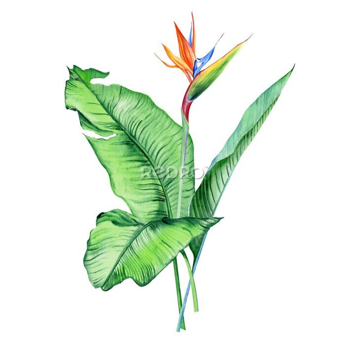 Papier peint  Watercolor bouquets with tropical plants, leaves and strelitzia flowers. Great for valentines, wedding invites, hawaii birthday and beach party