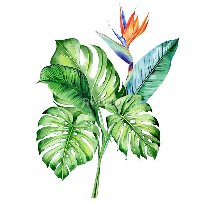 Papier peint  Watercolor bouquets with tropical plants, leaves and strelitzia flowers. Great for valentines, wedding invites, hawaii birthday and beach party