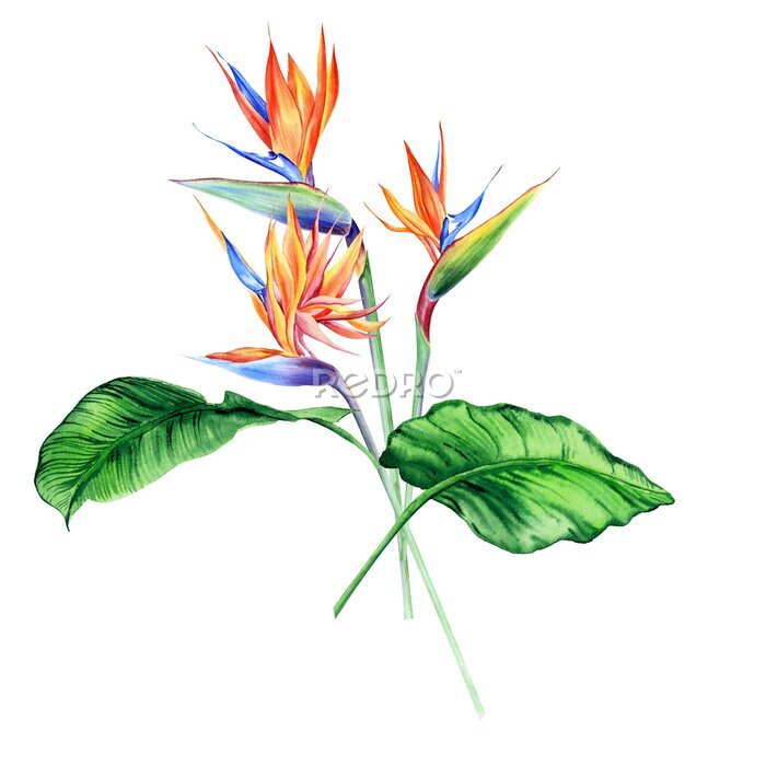 Papier peint  Watercolor bouquets with tropical plants, leaves and strelitzia flowers. Great for valentines, wedding invites, hawaii birthday and beach party