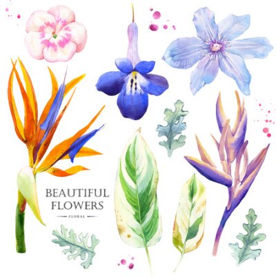 Papier peint  Watercolor collection of blue flowers, strelitzia, geranium and clematis. Handmade painting on a white background.