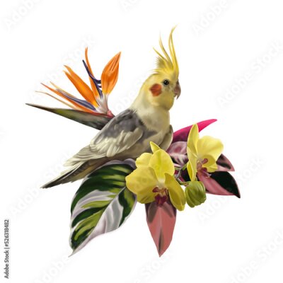 Papier peint  Watercolor composition of parrot corella with orchid and strelitzia. Tropical illustration PNG