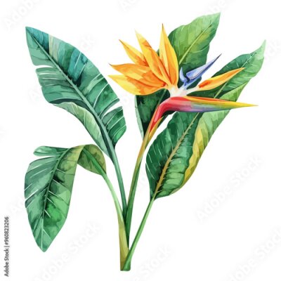 Papier peint  Watercolor drawing of Strelitzia (bird of paradise), isolated on a white background, and Strelitzia vector