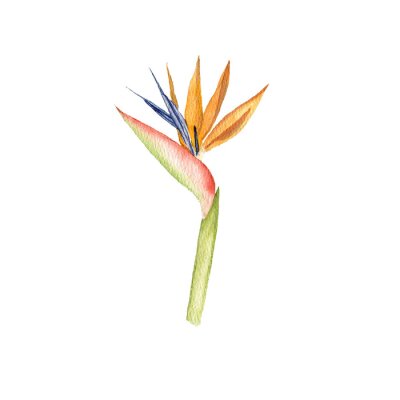 Papier peint  watercolor drawing tropical crane flower, bird of paradise plant, strelitzia isolated at white background , hand drawn illustration