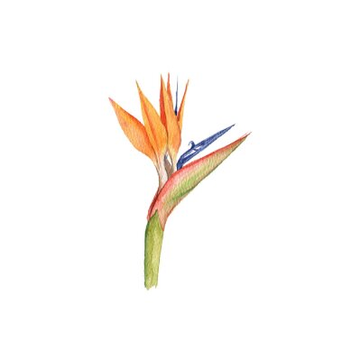 Papier peint  watercolor drawing tropical crane flower, bird of paradise plant, strelitzia isolated at white background , hand drawn illustration