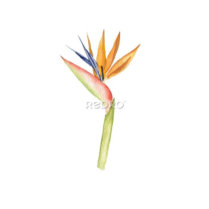 Papier peint  watercolor drawing tropical crane flower, bird of paradise plant, strelitzia isolated at white background , hand drawn illustration