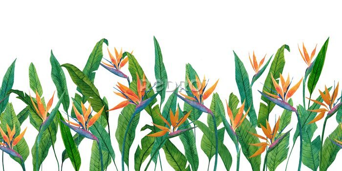 Papier peint  Watercolor floral background with tropical leaves and flower of strelitzia. Flower border. Illustration of field of bird-of-paradise for design of banner, poster, cards, decoration of room, for design