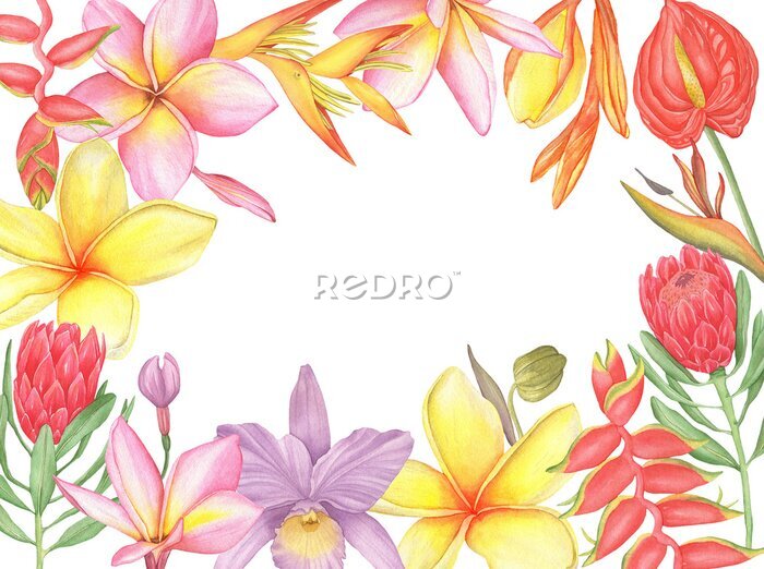 Papier peint  Watercolor Frame of tropical flowers, exotic flowers, orchid, plumeria, protea, heliconia, anthurium, strelitzia.