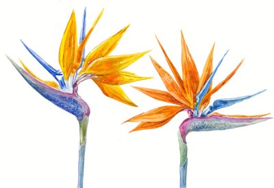 Papier peint  Watercolor hand-drawn illustration of exotic flowers (strelitzia) on white background (isolated)