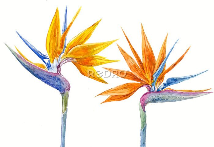 Papier peint  Watercolor hand-drawn illustration of exotic flowers (strelitzia) on white background (isolated)