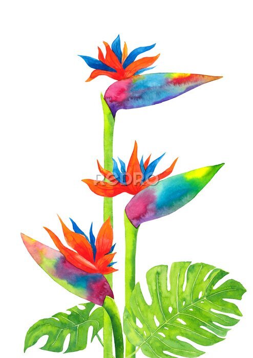 Papier peint  Watercolor hand drawn illustration with exotic tropical strelitzia flowers and monstera leaves composition isolated on white background