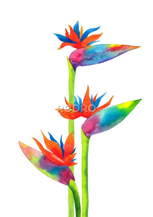 Papier peint  Watercolor hand drawn illustration with exotic tropical strelitzia flowers composition isolated on white background