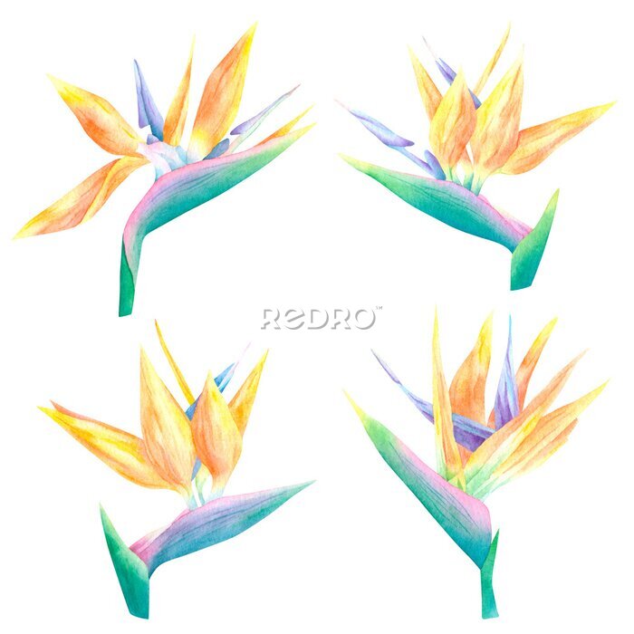 Papier peint  Watercolor hand drawn set of strelitzia flower tropical exotic bird of paradise isolated on white background