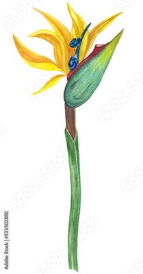 Papier peint  Watercolor hand drawn strelitzia reginae flower