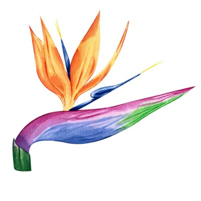Papier peint  Watercolor hand painted strelitzia flower isolated on white background. Tropical orange flower for decoration. Bird of paradise. Botanical illustration. Rainbow colors floral element.