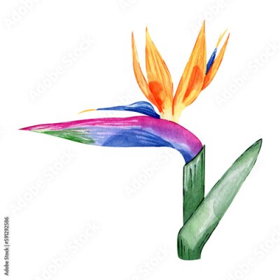 Papier peint  Watercolor hand painted strelitzia flower isolated on white background. Tropical orange flower for decoration. Bird of paradise. Botanical illustration. Rainbow colors floral element.