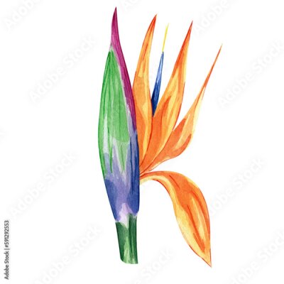Papier peint  Watercolor hand painted strelitzia flower isolated on white background. Tropical orange flower for decoration. Bird of paradise. Botanical illustration. Rainbow colors floral element.