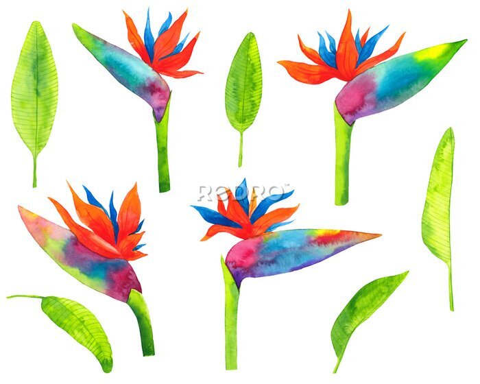 Papier peint  Watercolor hsnd drawn set with tropical plant flowers and green leaves strelitzia isolated on white background