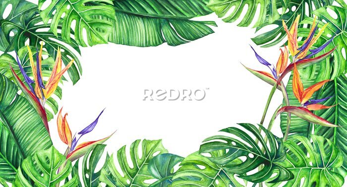 Papier peint  Watercolor illustration banner frame of tropical leaves and flowers of strelitzia