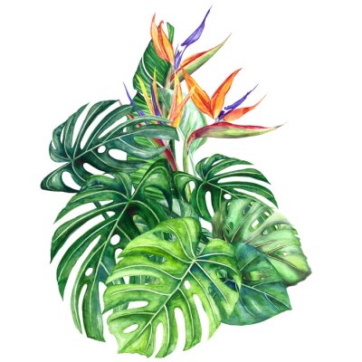 Papier peint  
Watercolor illustration composition of strelitzia and monstera flowers