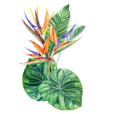 Papier peint  Watercolor illustration composition of strelitzia flowers and tropical leaves