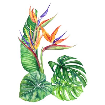 Papier peint  
watercolor illustration flower strelitzia
