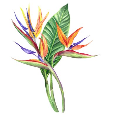 Papier peint  
watercolor illustration flower strelitzia