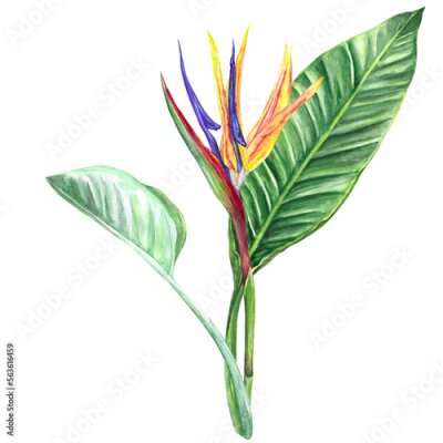 Papier peint  
watercolor illustration flower strelitzia
