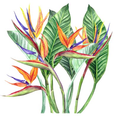 Papier peint  
watercolor illustration flower strelitzia