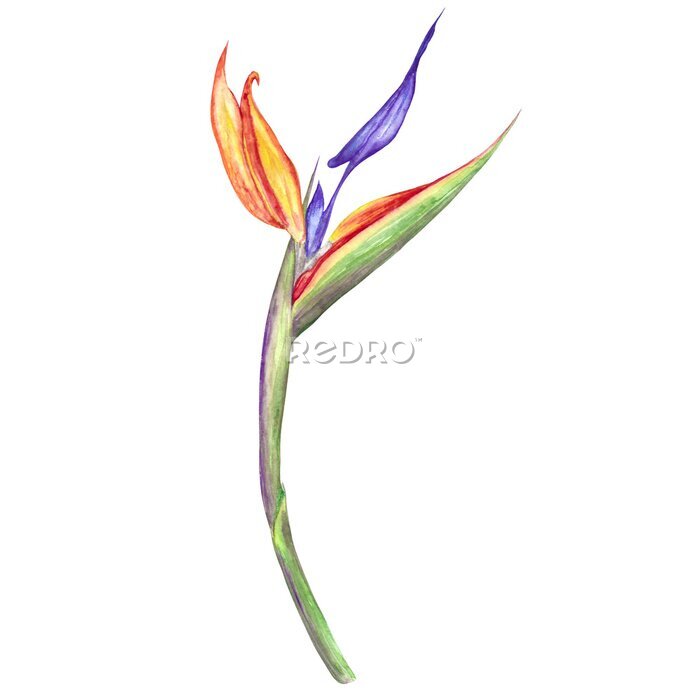 Papier peint  watercolor illustration flower strelitzia