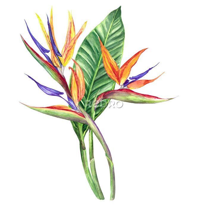 Papier peint  
watercolor illustration flower strelitzia