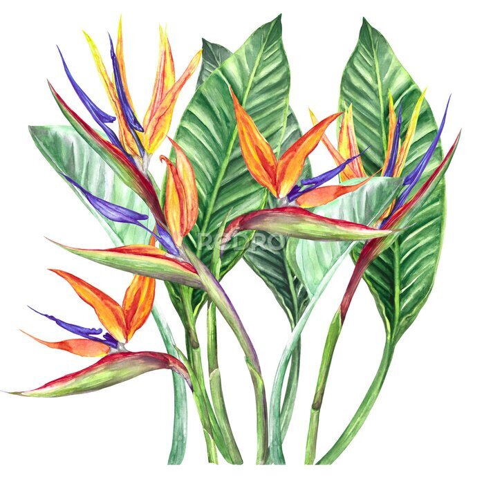 Papier peint  
watercolor illustration flower strelitzia