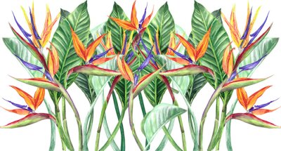 Papier peint  
watercolor illustration flower strelitzia banner