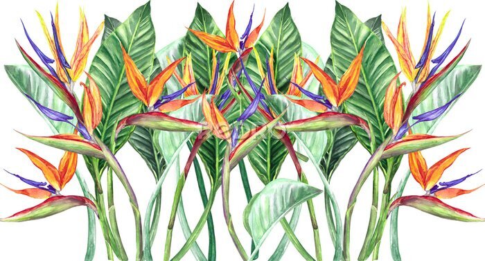 Papier peint  
watercolor illustration flower strelitzia banner