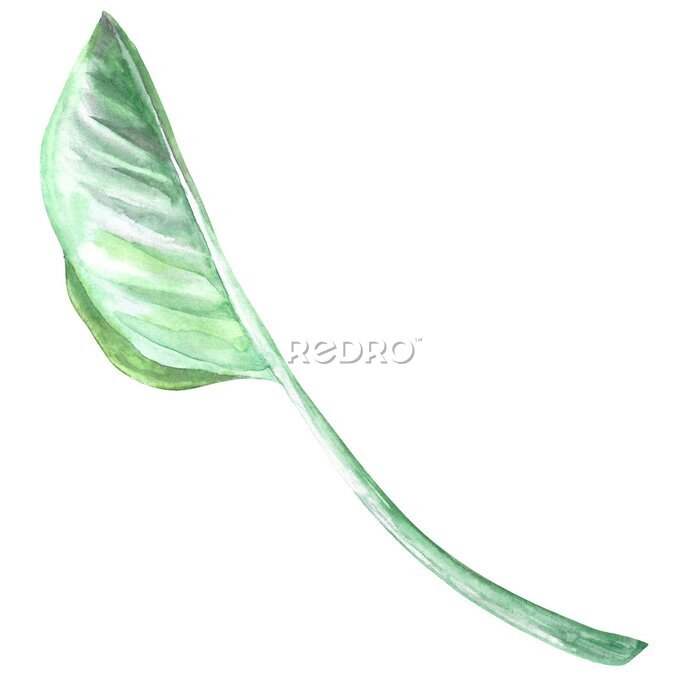Papier peint  watercolor illustration flower strelitzia leaf