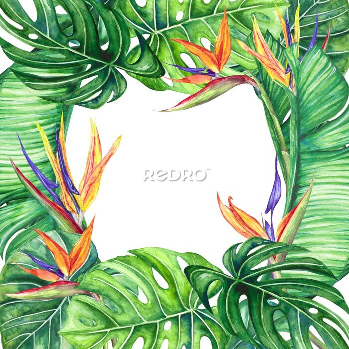 Papier peint  
watercolor illustration frame of monstera leaves and strelitzia flowers