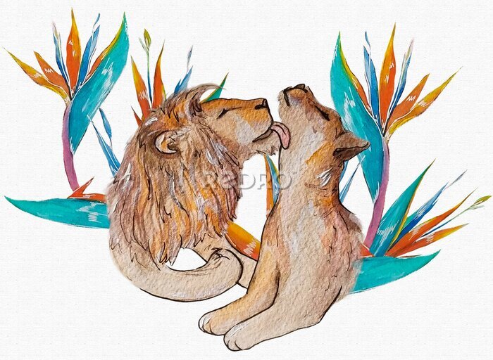 Papier peint  Watercolor illustration lions love on white background. Strelitzia flowers pattern.