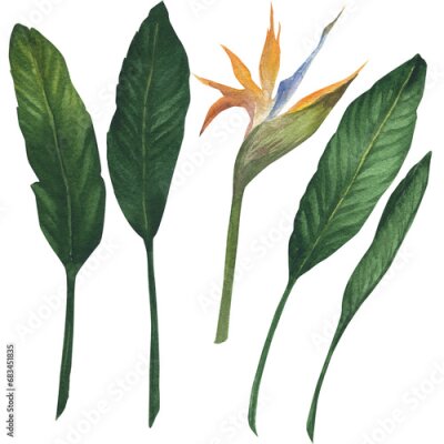 Papier peint  Watercolor illustration of exotic orange flower strelitzia bird of paradise flower with leaves. Green tropical plant, hand drawn, isolated