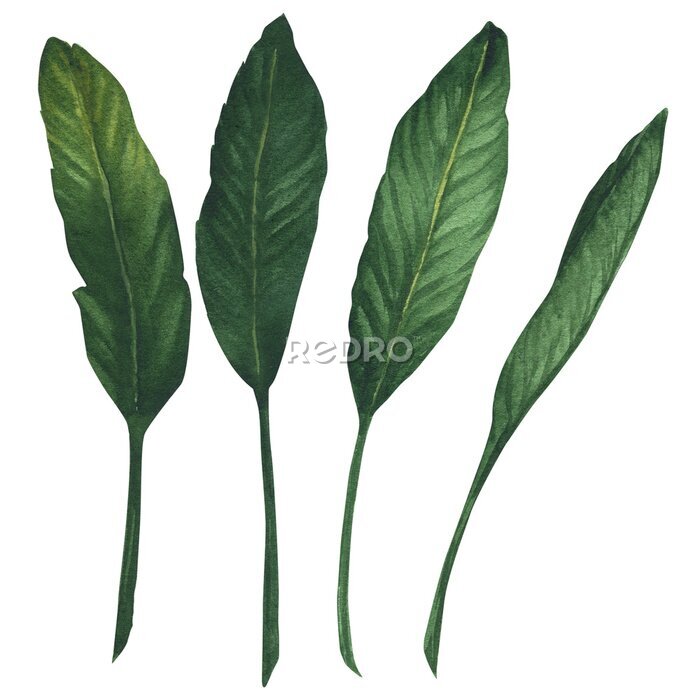 Papier peint  Watercolor illustration of exotic strelitzia bird of paradise flower leaves. Green tropical plant, hand drawn, isolated