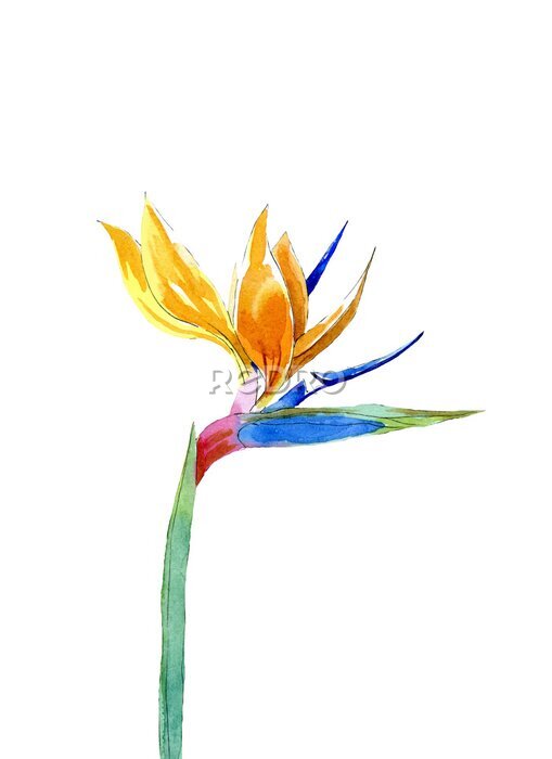 Papier peint  Watercolor illustration of flower strelitzia