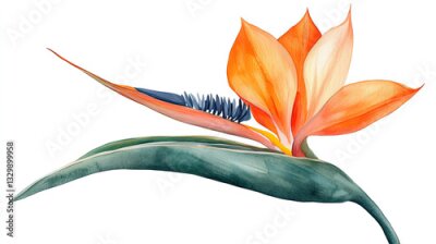 Papier peint  Watercolor illustration of single tropical strelitzia flowers on isolated white background.