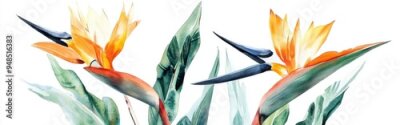 Papier peint  Watercolor illustration of Strelitzia reginae featuring Australian flora isolated on a white background