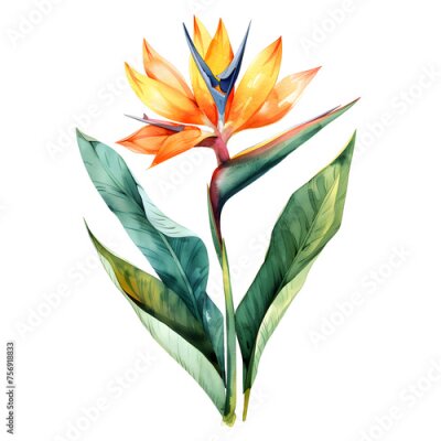 Papier peint  Watercolor illustration of Strelitzia reginae flower, high detail, watercolor effect, soft colors, white background watercolor