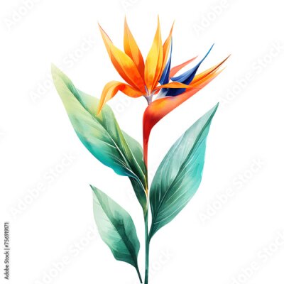 Papier peint  Watercolor illustration of Strelitzia reginae flower, high detail, watercolor effect, soft colors, white background watercolor