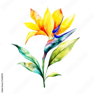 Papier peint  Watercolor illustration of Strelitzia reginae flower, high detail, watercolor effect, soft colors, white background watercolor