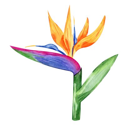 Papier peint  Watercolor illustration of tropical flower strelitzia. Hand drawn multicolored exotic floral. Bird of paradise. Perfect clipart element for greeting cards and invitations