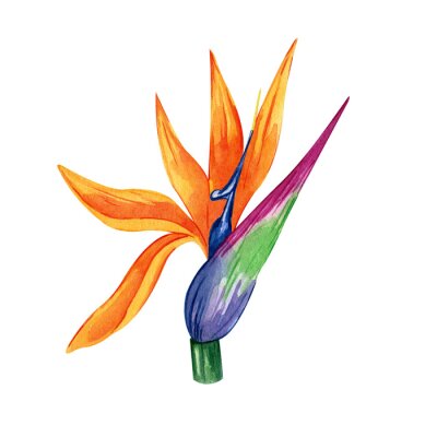 Papier peint  Watercolor illustration of tropical flower strelitzia. Hand drawn multicolored exotic floral. Perfect clipart element for greeting cards and invitations