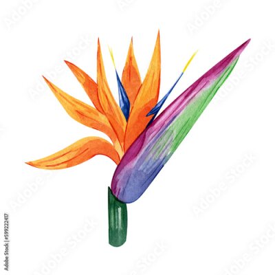 Papier peint  Watercolor illustration of tropical flower strelitzia. Hand drawn multicolored exotic floral. Perfect clipart element for greeting cards and invitations