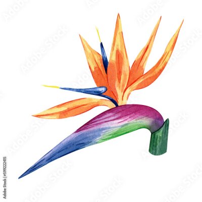 Papier peint  Watercolor illustration of tropical flower strelitzia. Hand drawn multicolored exotic floral. Perfect clipart element for greeting cards and invitations