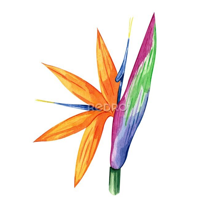Papier peint  Watercolor illustration of tropical flower strelitzia. Hand drawn multicolored exotic floral. Perfect clipart element for greeting cards and invitations