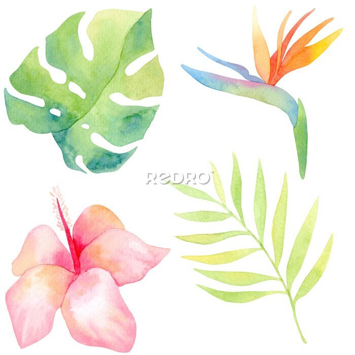 Papier peint  Watercolor illustration set. Strelitzia, hibiscus, monstera. Tropical plants. Exotic flowers. Isolated.